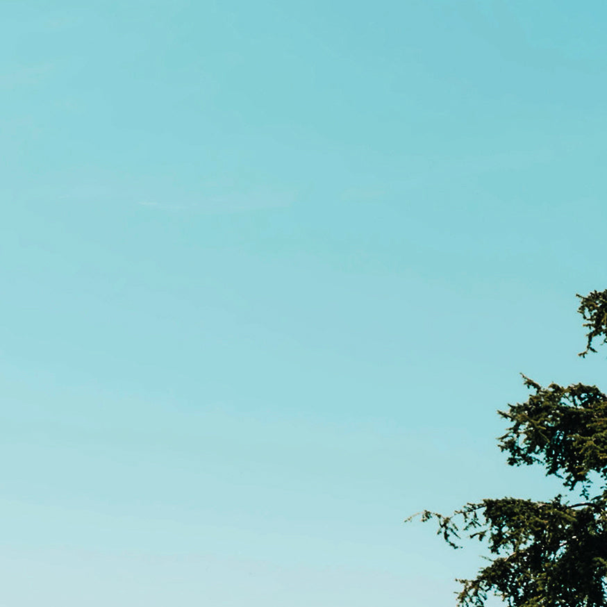 Tree branch against a clear blue sky