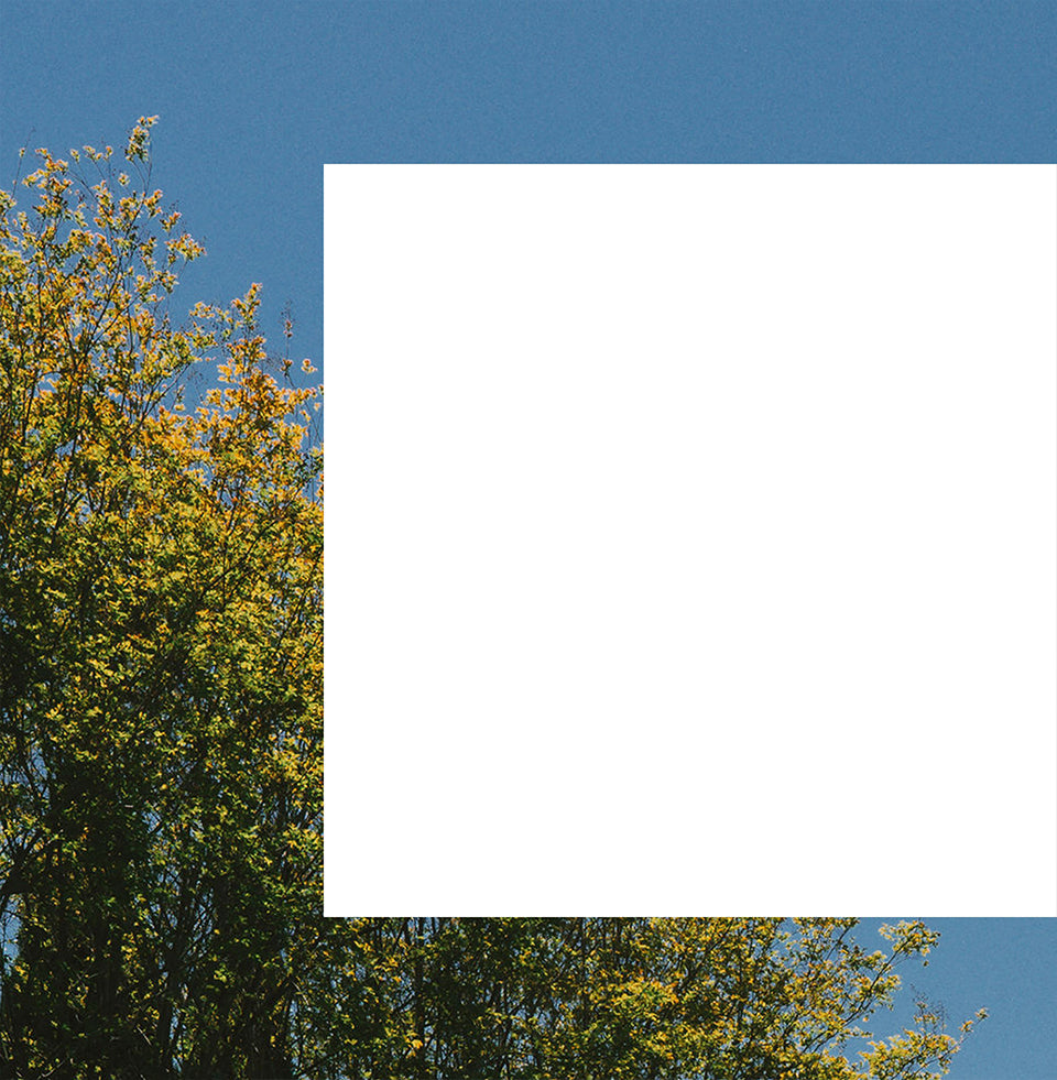 Tree with yellow leaves against a blue sky