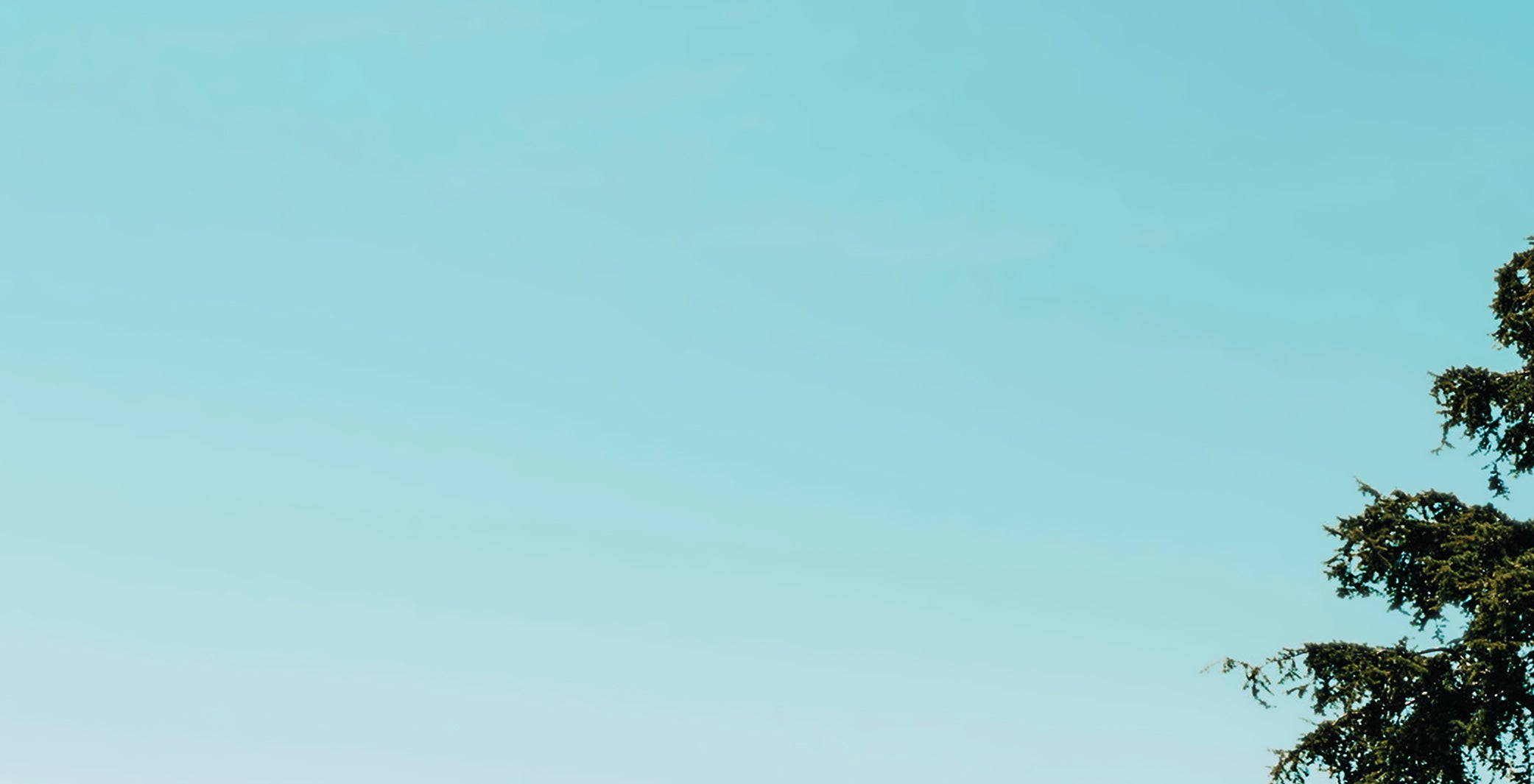 Tree against a clear blue sky